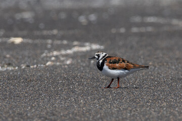 Ruddy turnstone