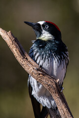 Acorn woodpecker portrait 