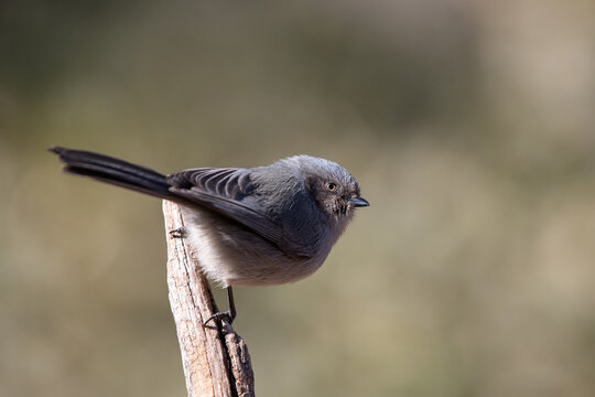 Bushtit closeup