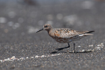 Least sandpiper