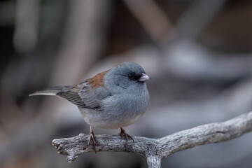 Dark-eyed junco 