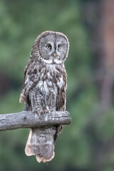 Great gray owl 