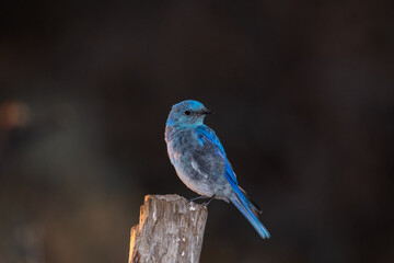 Mountain bluebird