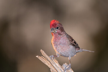 Cassin's finch