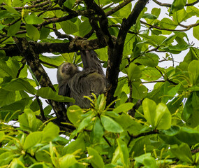 A view of a Two Toed Sloth sheltering from the rain beside the Tortuguero River in Costa Rica during the dry season