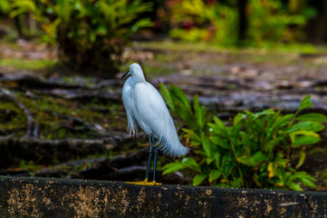 A view of a Great Egret beside the Tortuguero River in Costa Rica during the dry season