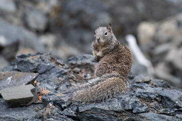 California ground squirrel - obrazy, fototapety, plakaty
