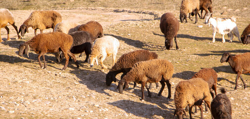 Herd of sheep in the field