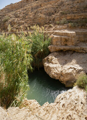 A Pond along the Prat Brook, Israel