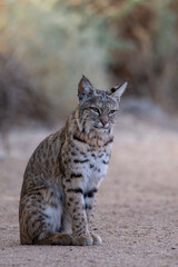 Obraz premium Bobcat