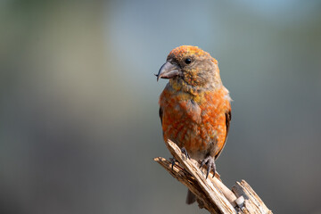 Red crossbill