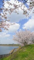 宝山湖公園の桜2023【香川県三豊市】2