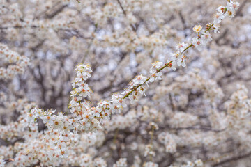 close up of tree blossom