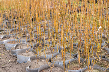 Seedlings of young trees and shrubs in containers (in pots). Garden center.