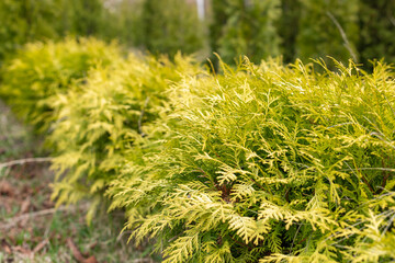 Row of young thuja plants in pots on tree farm.