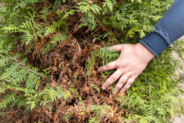 Hands of a gardener, who is removing dry yellow branches of thuja trees.