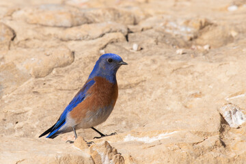 Western bluebird on rock