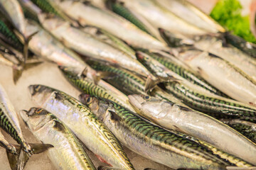 fresh fish in market