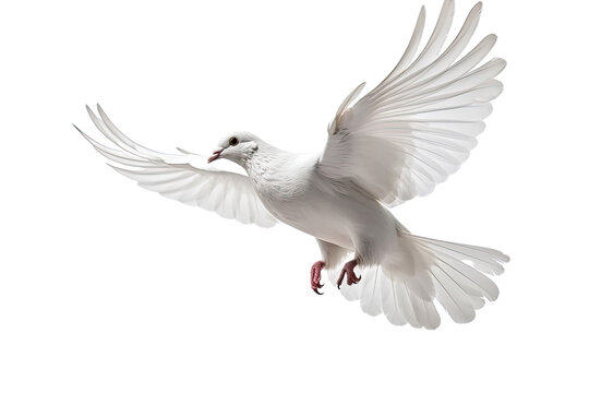 dove of peace in flight isolated on transparent background
