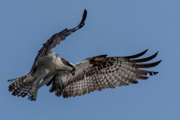 Osprey hovering