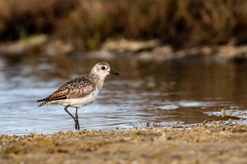 Plover