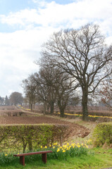 Bench and daffodils along the roadside at Collice in Perthshire Scotland. 