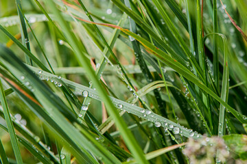 dew on grass