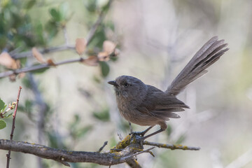 Wrentit on perch