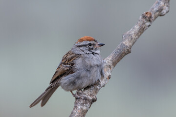 Chipping sparrow perched 