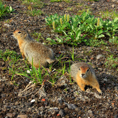 Funny American gophers with brown fur stand backs to each other