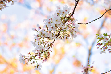 blossom in spring
