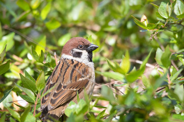 bird on a branch