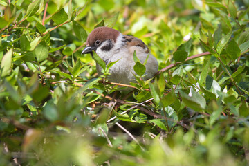 sparrow on a branch