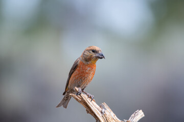 Red crossbill on perch
