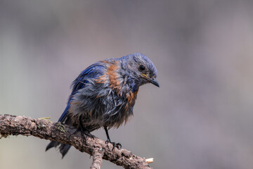 Western bluebird on perch