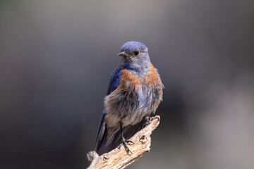Western bluebird on perch