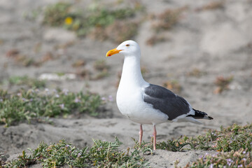 Western gull