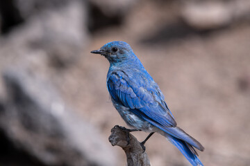 Mountain bluebird on perch