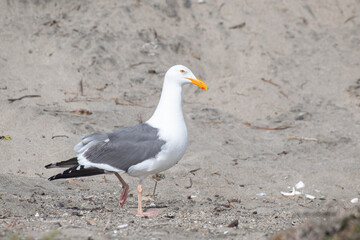 Western gull