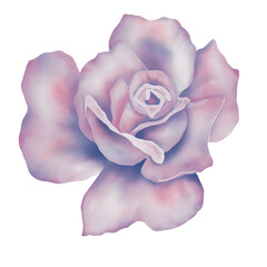 Fototapeta na wymiar Purple flower watercolour illustration 