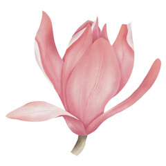 Pink flower illustration magnolia 