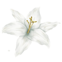 Fototapeta na wymiar White lily decorative watercolour
