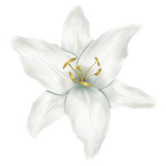 Fototapeta na wymiar White lily watercolour