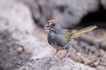 Green-tailed towhee on rock
