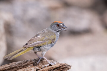 Green-tailed towhee on perch