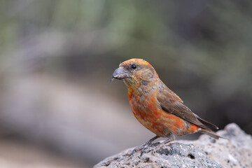 Reed crossbill
