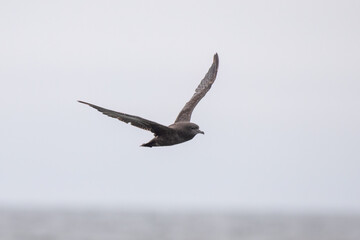 Fototapeta na wymiar Sooty shearwater flying