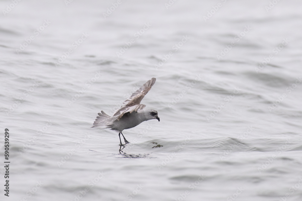 Wall mural Fork-tailed storm-petrel landing