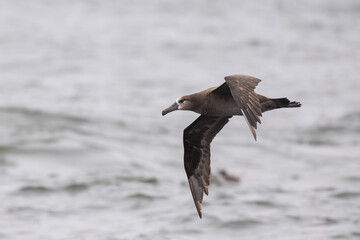 Black-footed albatross flying