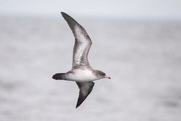 Pink-footed shearwater flying